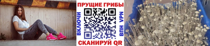 Псилоцибиновые грибы GOLDEN TEACHER  Междуреченск 